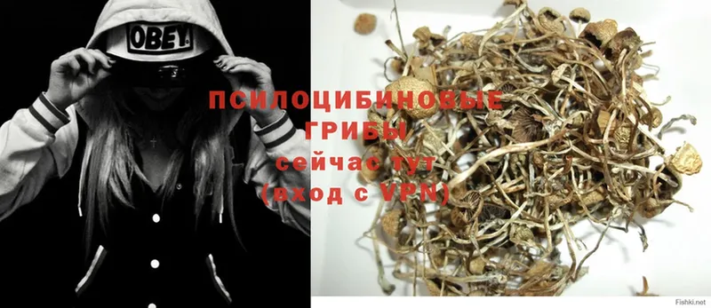 Псилоцибиновые грибы Psilocybe  Тверь 